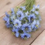 Love in a Mist Seeds - Blue - Image 4