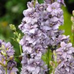 Larkspur Seeds - Misty Lavender - Image 4