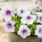 Petunia Seeds - Silver Blue - Image 4