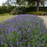 Angelonia Seeds - Serena Blue - Image 4