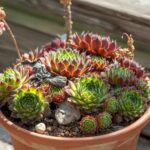 Sempervivum Seeds - Hippie Chicks Mix - Image 4