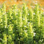 Bells of Ireland Seeds - Image 4