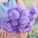 Scabiosa Seeds - Blue Cockade - Image 4