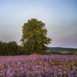Lacy Phacelia Seeds - Image 4