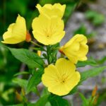 Evening Primrose Seeds - Image 4