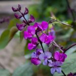 Hyacinth Bean Seeds - Image 4