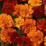French Marigold Seeds - Fireball - Image 4
