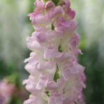 Snapdragon Seeds - Legend Light Pink - Image 4