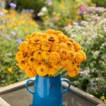 Zinnia Seeds - Oklahoma Golden Yellow - Image 4