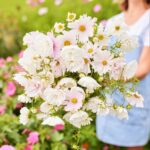 Cosmos Seeds - Cupcake Blush - Image 4