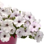 Petunia Seeds - Easy Wave Silver - Image 4
