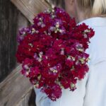 Snapdragon Seeds - Madame Butterfly Red - Image 4
