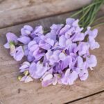 Sweet Pea Seeds - Royal Lavender - Image 4