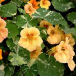 Nasturtium Seeds - Alaska Salmon - Image 4