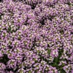 Sweet Alyssum Seeds (Dwarf) - Royal Carpet - Image 4