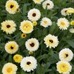Calendula Seeds - Ivory Princess - Image 4
