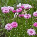 Cornflower / Bachelor Button Seeds - Tall Pink - Image 4