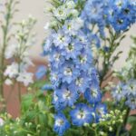 Delphinium Seeds - Magic Fountains Sky Blue White Bee - Image 4