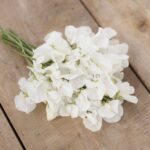 Sweet Pea Seeds - Royal White - Image 4