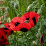 Poppy Seeds - Lady Bird - Image 4