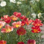 California Poppy Seeds - Thai Silk Strawberry Fields - Image 4