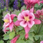 Columbine Seeds - Rose Star - Image 4