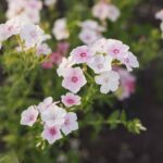 Annual Phlox Seeds - Blushing Bride - Image 4