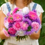 China Aster Seeds - Giants of California - Image 4