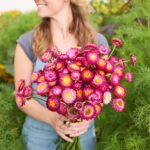 Strawflower Seeds - Purple Red - Image 4