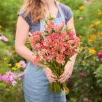Celosia Seeds - Rooster Pink - Image 4