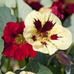 Nasturtium Seeds - Bloody Mary - Image 4