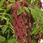 Amaranthus Seeds - Coral Fountain - Image 4