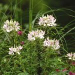 Cleome Seeds - Sparkler Blush - Image 4