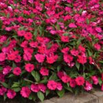Impatiens Seeds - Solarscape Magenta Bliss - Image 4