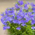 Lobelia Seeds - Blue Carpet - Image 4