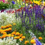 Sweet Alyssum Seeds - Tall White - Image 4