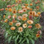 Calendula Seeds - Orange Flash - Image 4