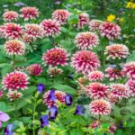 Zinnia Seeds - Swizzle Cherry & Ivory - Image 5