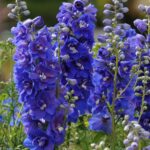 Delphinium Seeds - Dasante Blue - Image 5