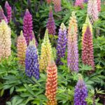 Russell Lupine Seeds - Image 5