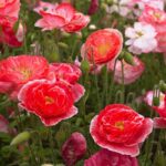 Shirley Poppy Seeds - Falling in Love - Image 5