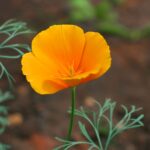California Poppy Seeds - Orange - Image 5