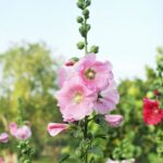 Hollyhock Seeds - Henry VIII - Pink - Image 5