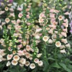 Foxglove Seeds - Apricot Beauty - Image 5