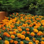 African Marigold Seeds - Taishan Orange - Image 5