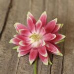 Columbine Seeds - Nora Barlow - Image 5