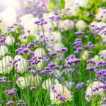 Verbena Seeds - Purpletop - Image 5