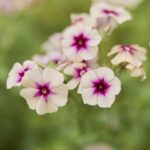 Annual Phlox Seeds - Cherry Caramel - Image 5