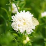 Aster Seeds (Peony Duchess) - White - Image 5