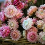 Strawflower Seeds - Silvery Rose - Image 5
